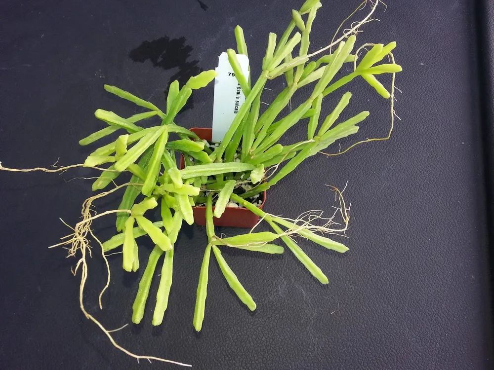 Рипсалис Rhipsalis baccifera