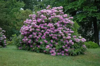 Рододендрон catawbiense grandiflorum