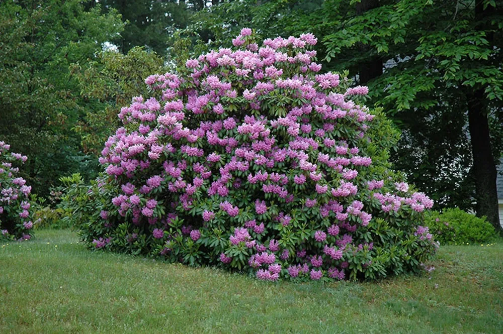 Рододендрон catawbiense grandiflorum