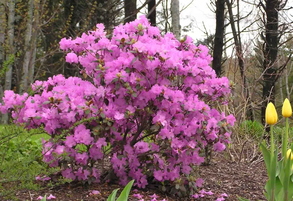 Рододендрон Каролинский Элит