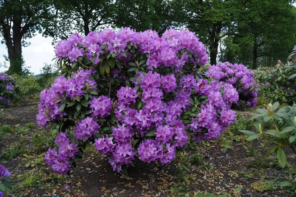 Рододендрон кэтевбинский