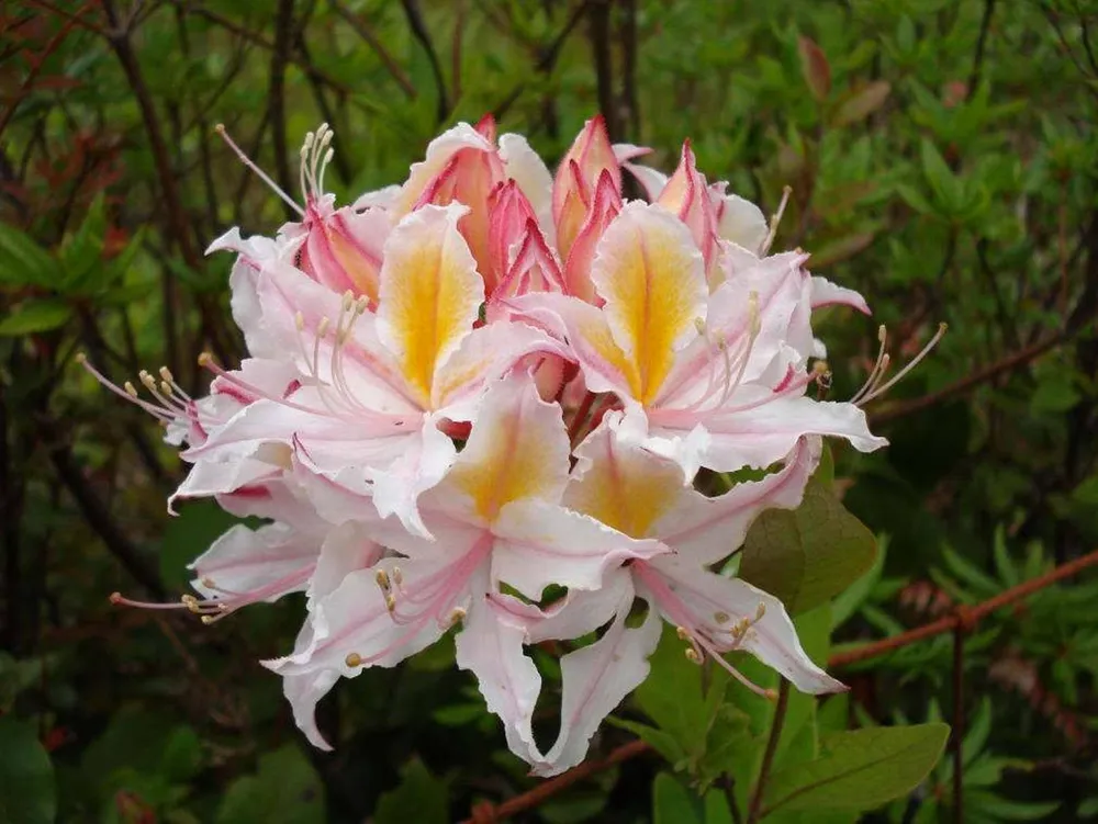 Рододендрон Западный Rhododendron occidentale