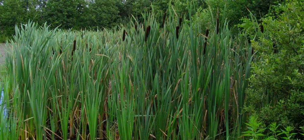 Рогоз Typha latifolia