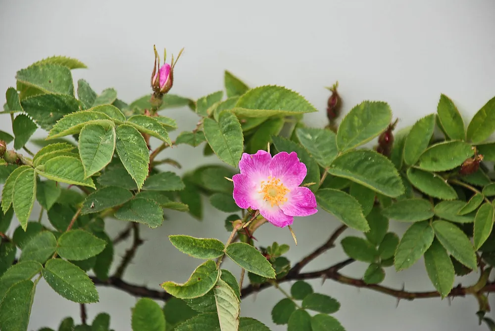 Rosa Canina роза канина