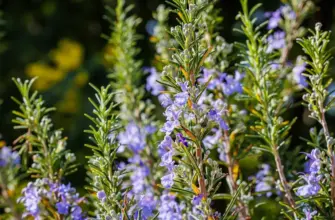 Rosmarinus officinalis