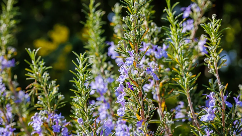 Rosmarinus officinalis