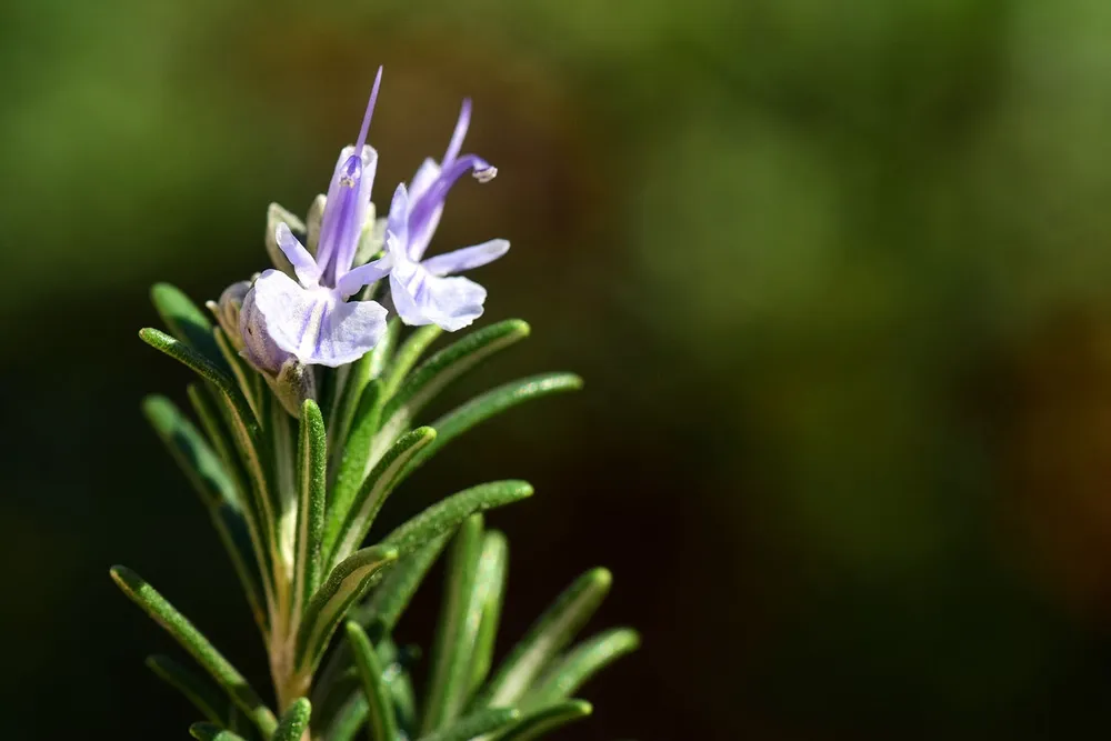 Rosmarinus officinalis