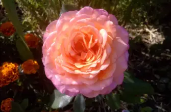 Роза Albrecht Durer Rose