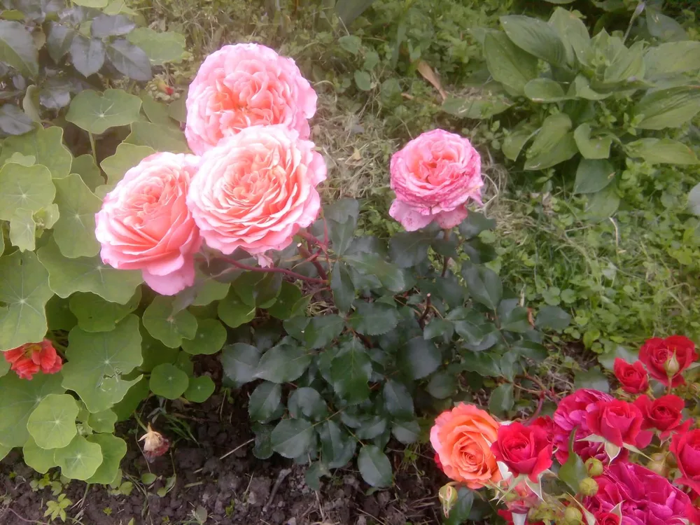 Роза Albrecht Durer Rose