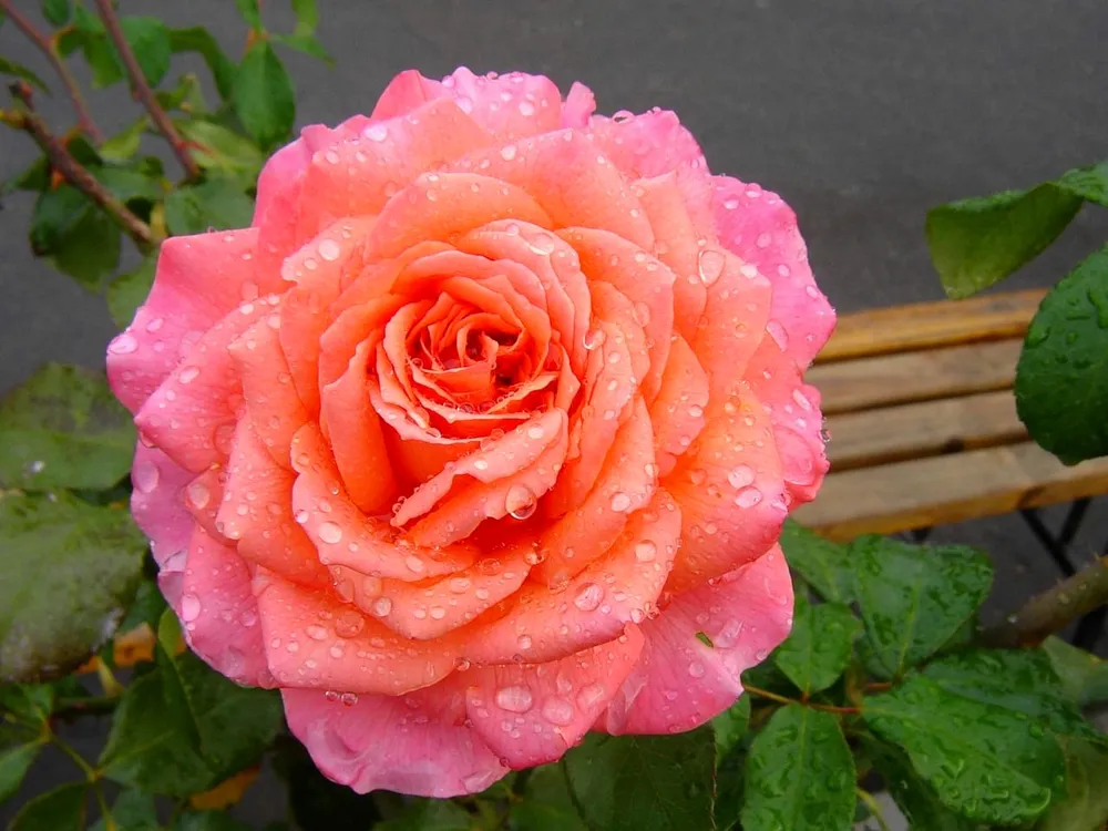 Роза Albrecht Durer Rose