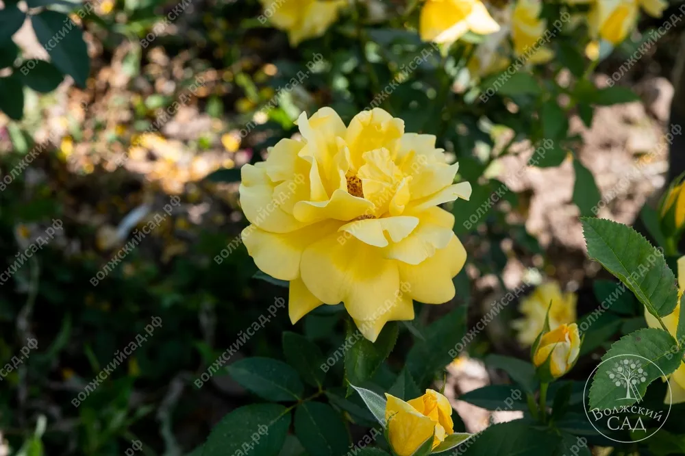 Роза чайно-гибридная Golden Medallion