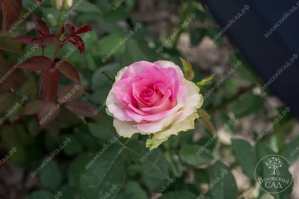 Роза Edana Floralba Maliby фото