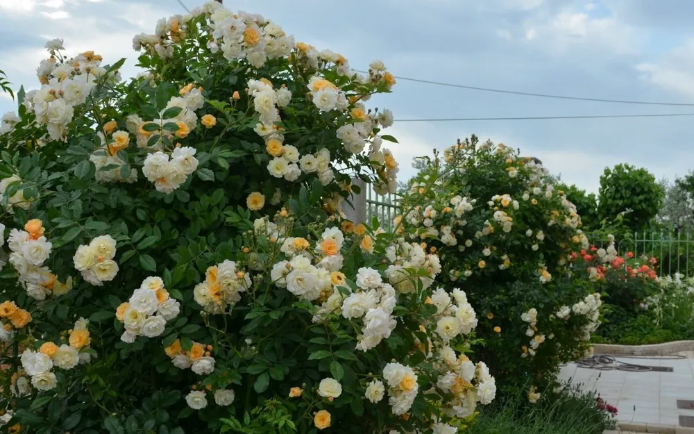 Роза плетистая Ghislaine de Feligonde