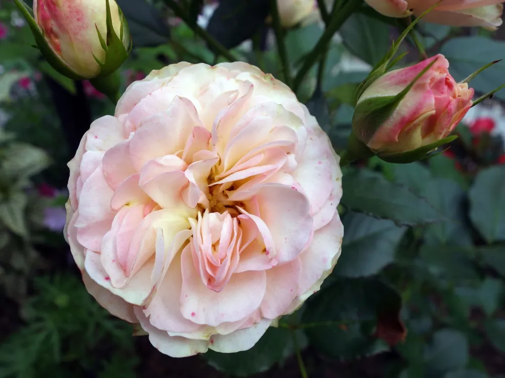 Роза Shropshire lad