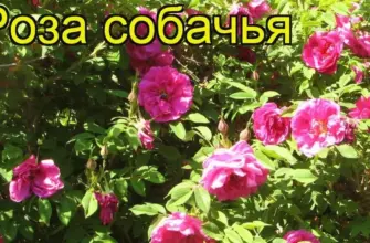 Роза собачья Rosa Canina