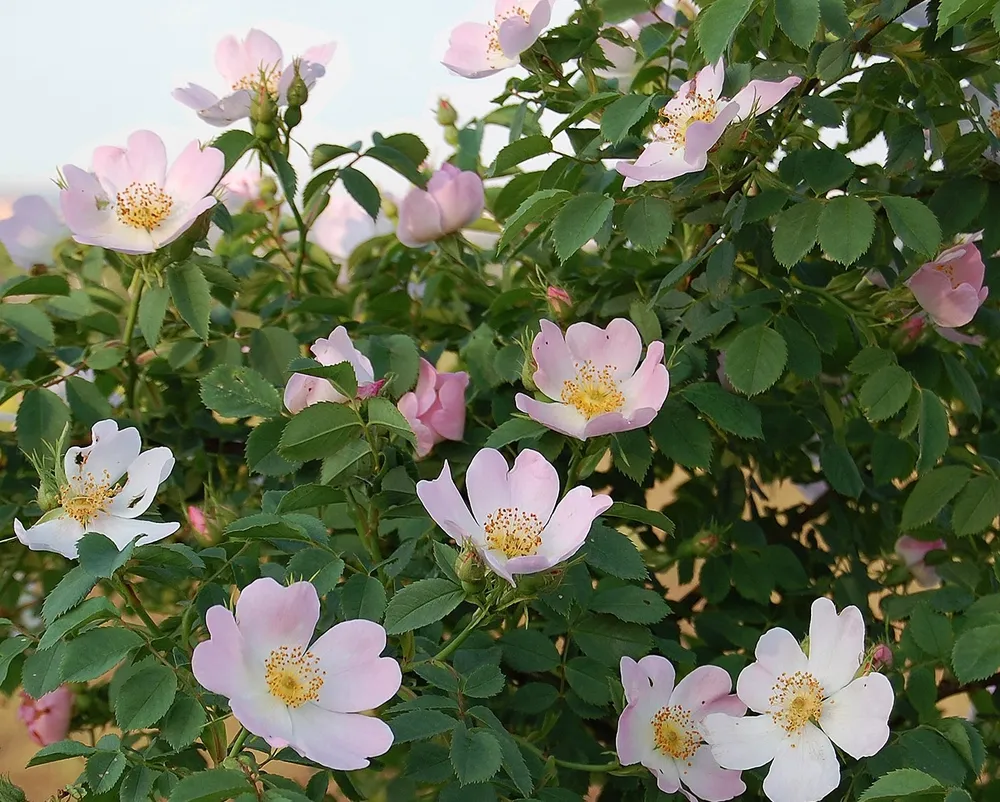 Роза собачья Rosa Canina