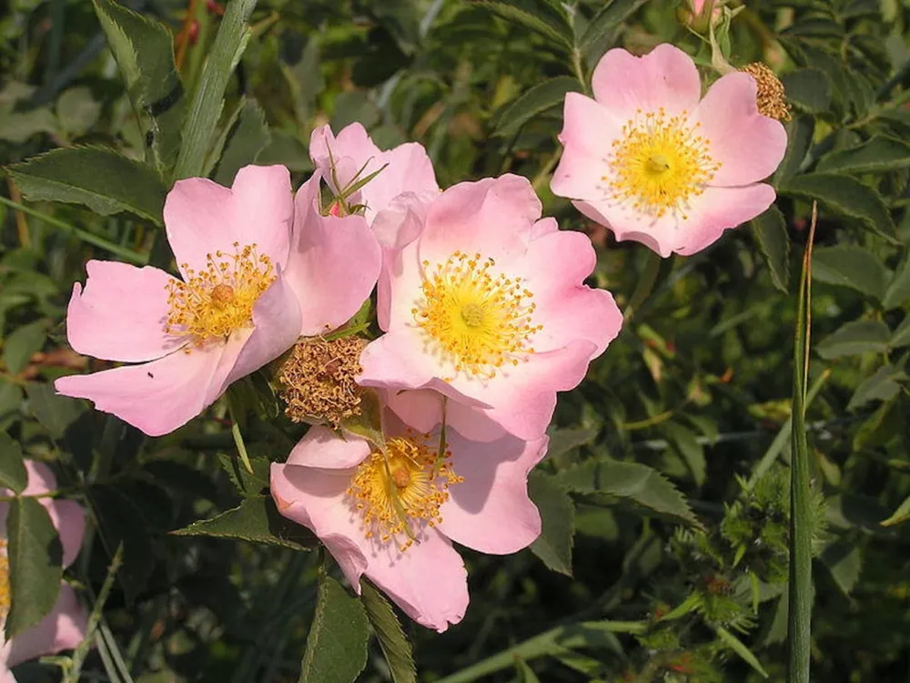 Роза собачья Rosa Canina