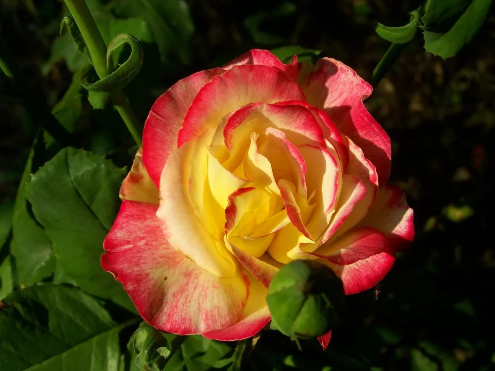 Роза Tricolor