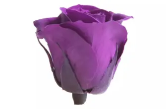 Розита 3 Purple Rose