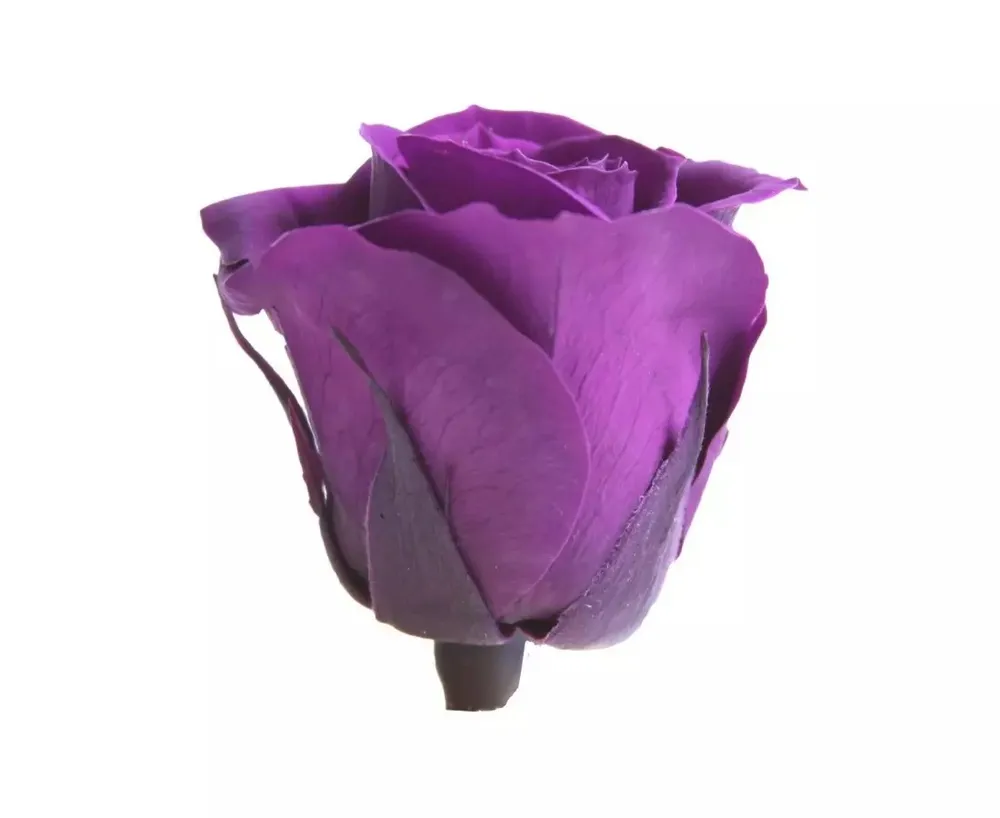 Розита 3 Purple Rose