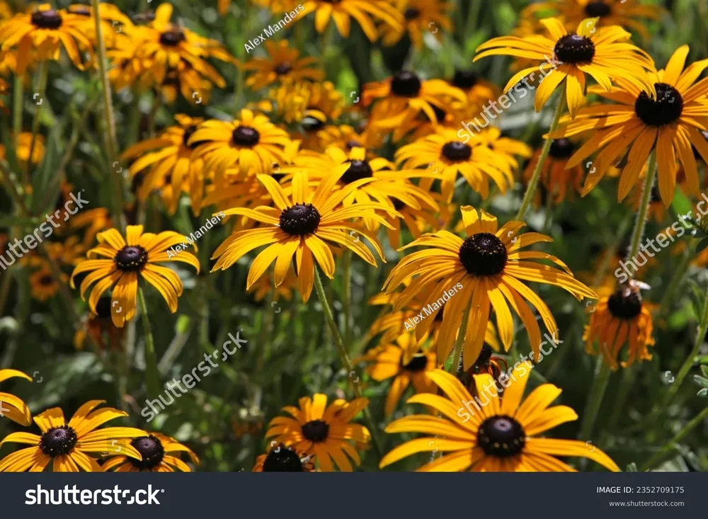 Рудбекия гигантская Rudbeckia maxima