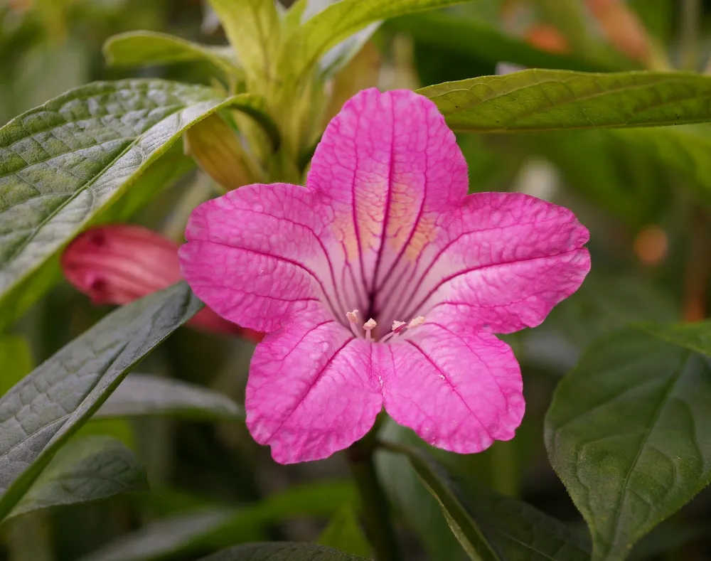 Ruellia macrantha