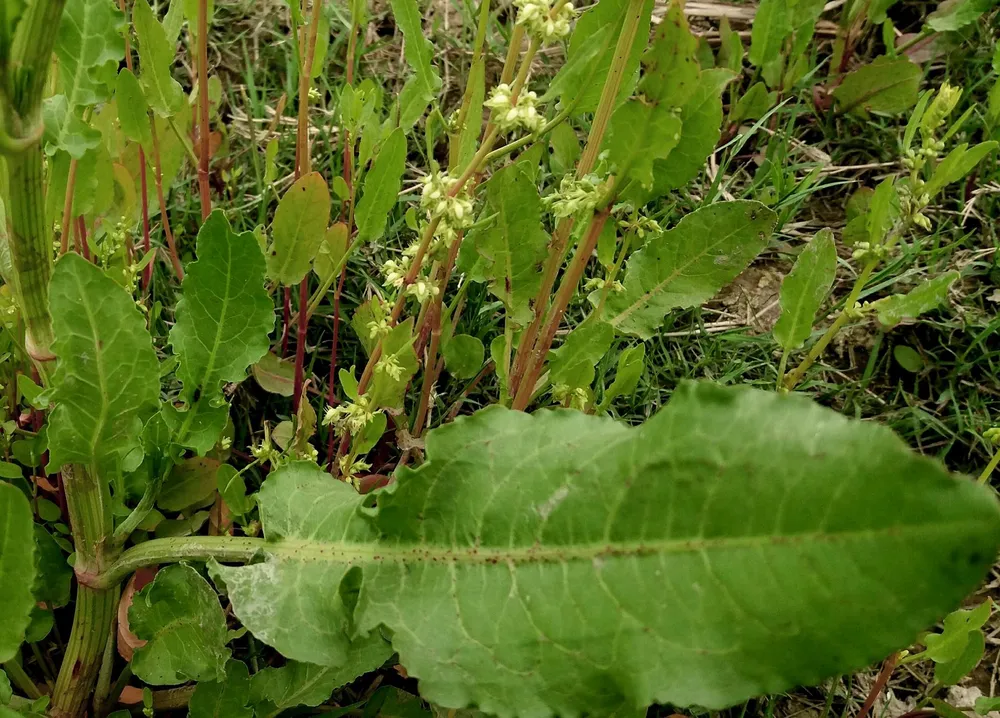 Rumex altissimus