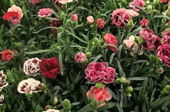 Садовая гвоздика Dianthus caryophyllus