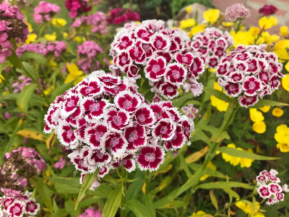 Садовая гвоздика Dianthus caryophyllus