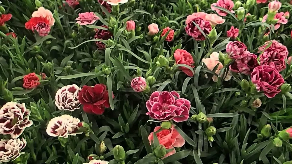 Садовая гвоздика Dianthus caryophyllus