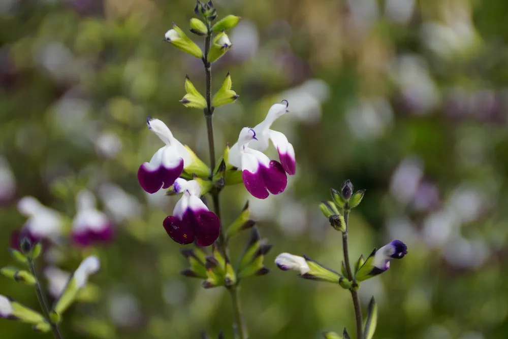 Salvia greggii Amethyst Lips®