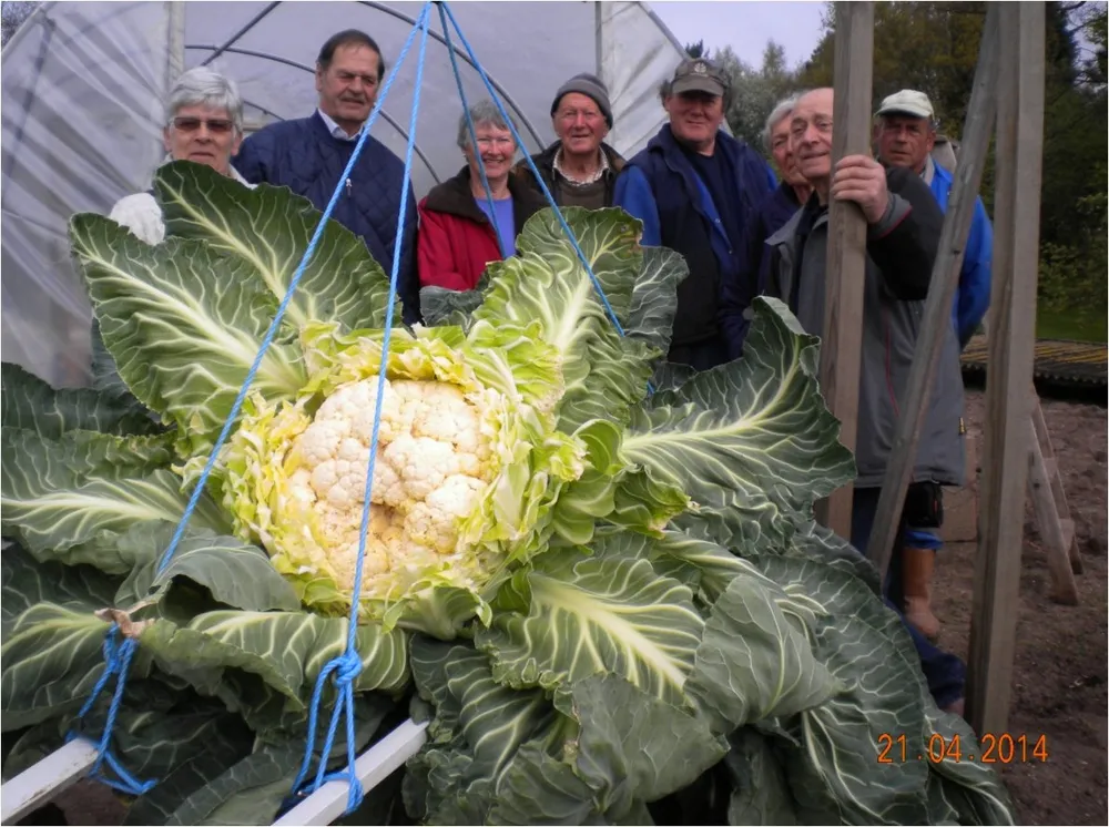 Самая большая капуста