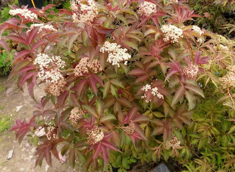 Sambucus nigra Serenade