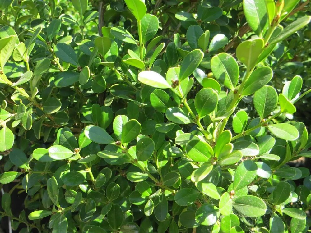 Самшит Buxus microphylla