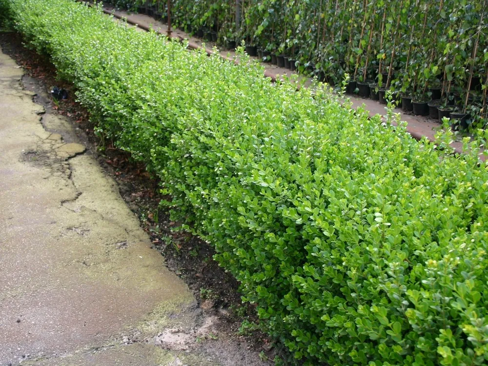 Самшит microphylla Buxus мелколистный