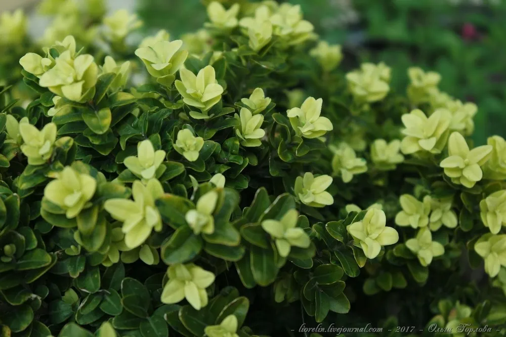 Самшит microphylla Buxus мелколистный