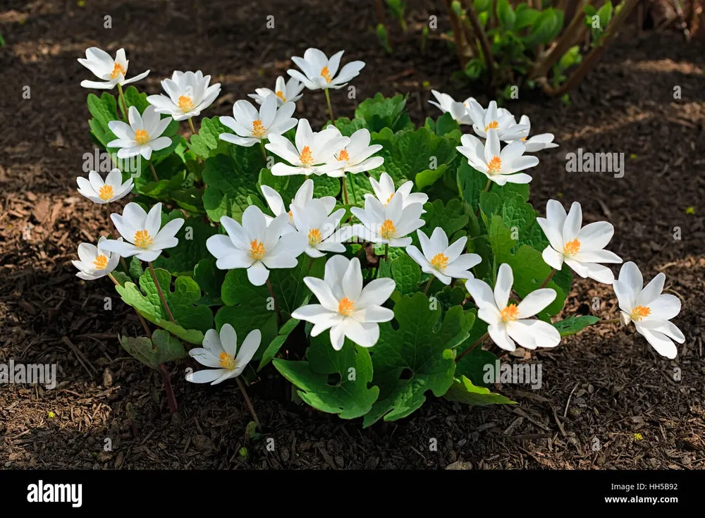 Сангвинария канадская Sanguinaria canadensis