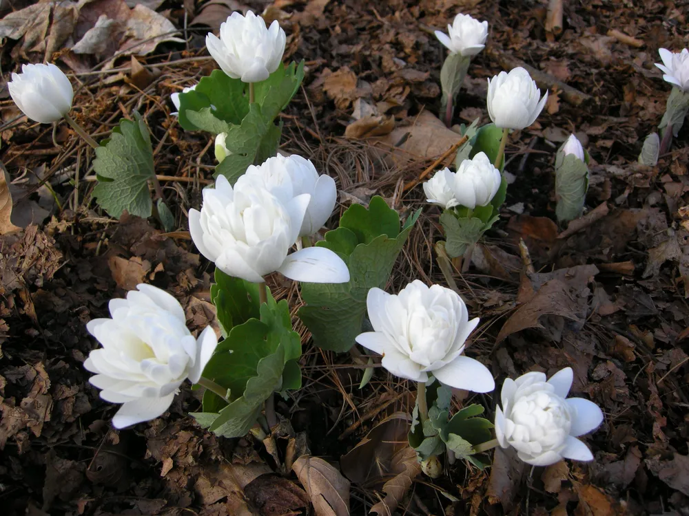 Сангвинария канадская Sanguinaria canadensis