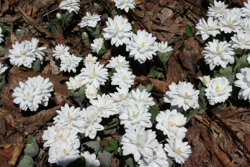 Сангвинария канадская Sanguinaria canadensis