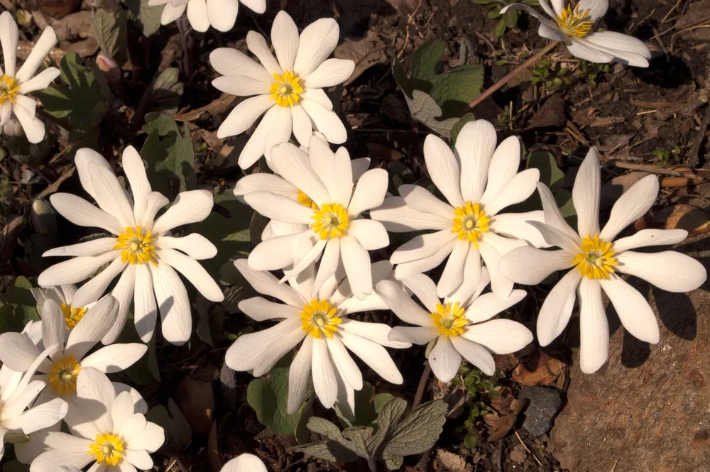 Сангвинария канадская Sanguinaria canadensis