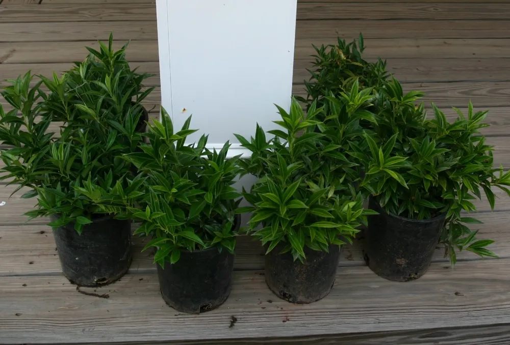 Sarcococca orientalis