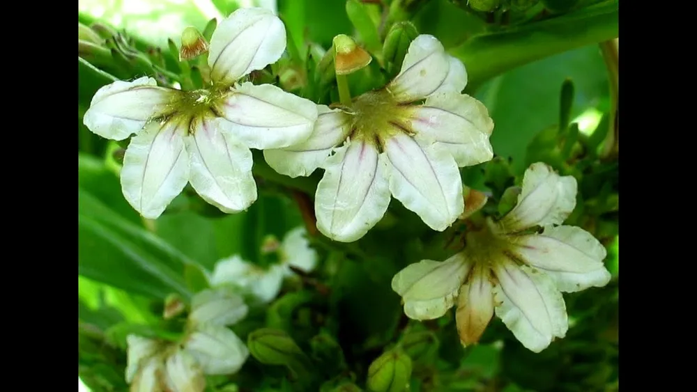 Scaevola taccada