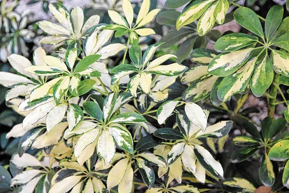 Schefflera arboricola цветок