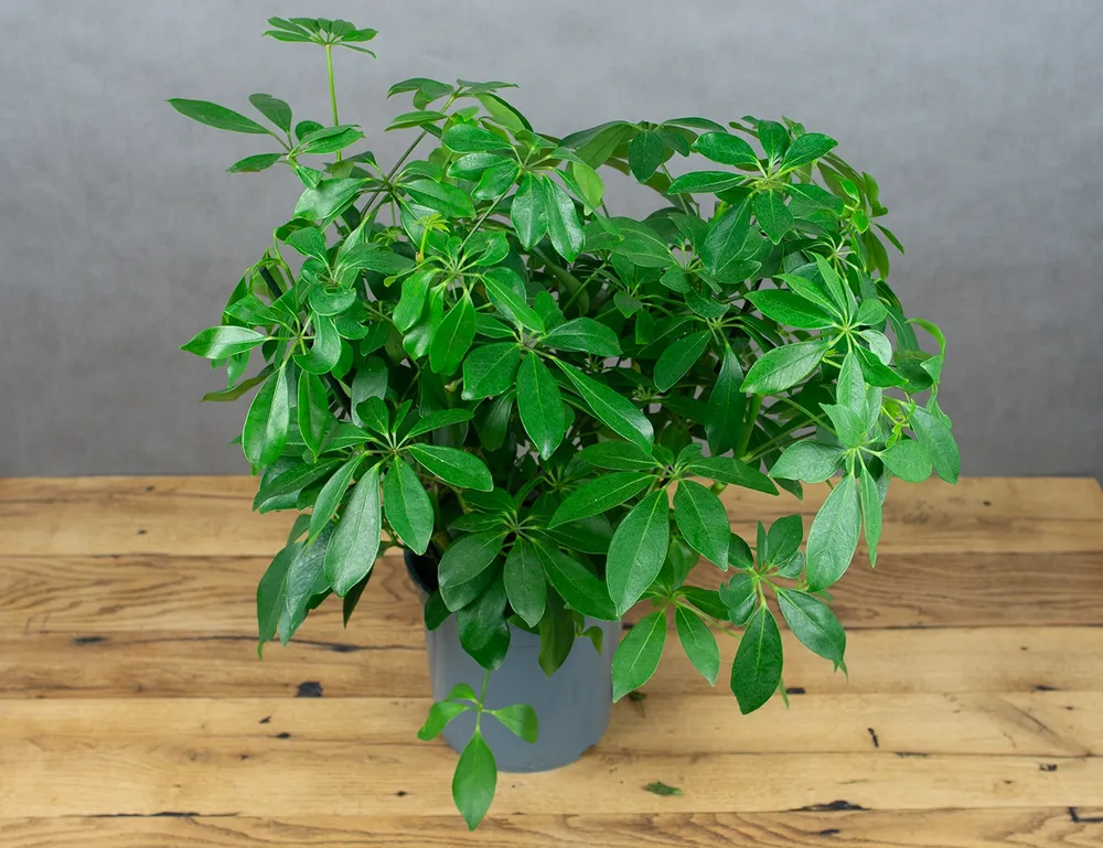 Schefflera arboricola цветок