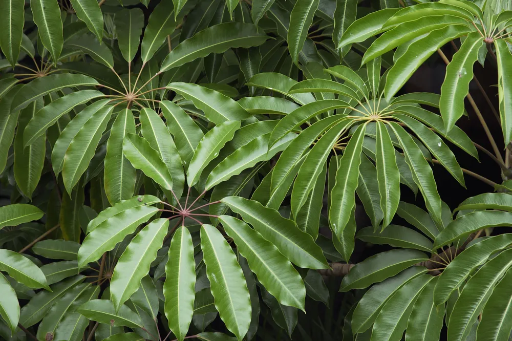 Schefflera arboricola цветок