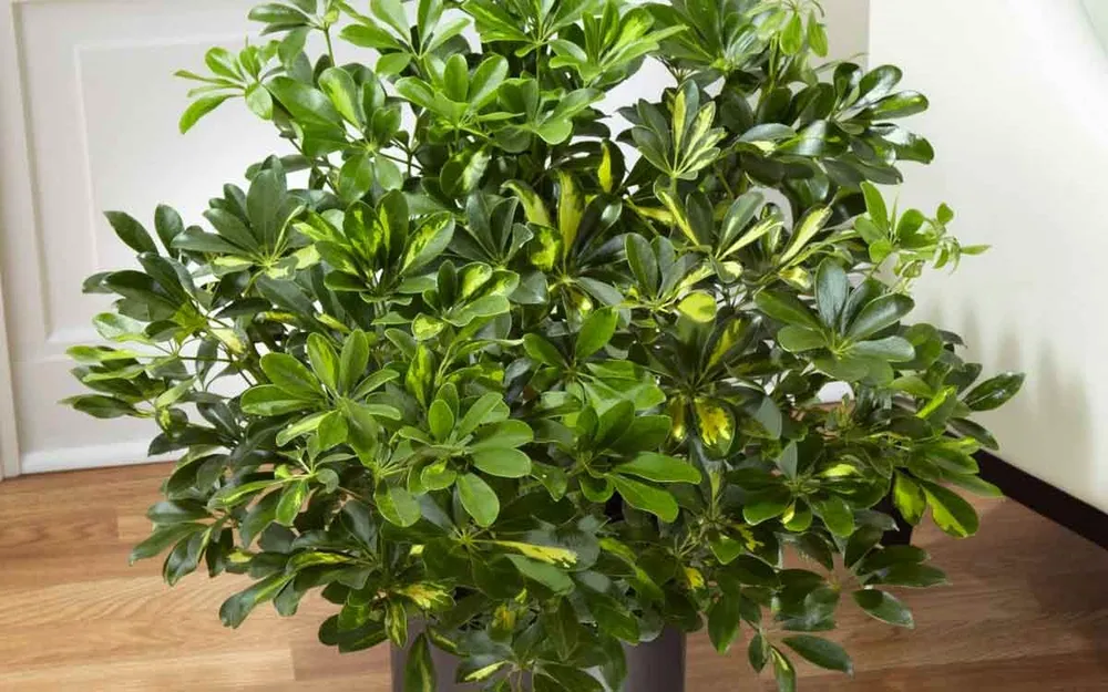 Schefflera arboricola цветок