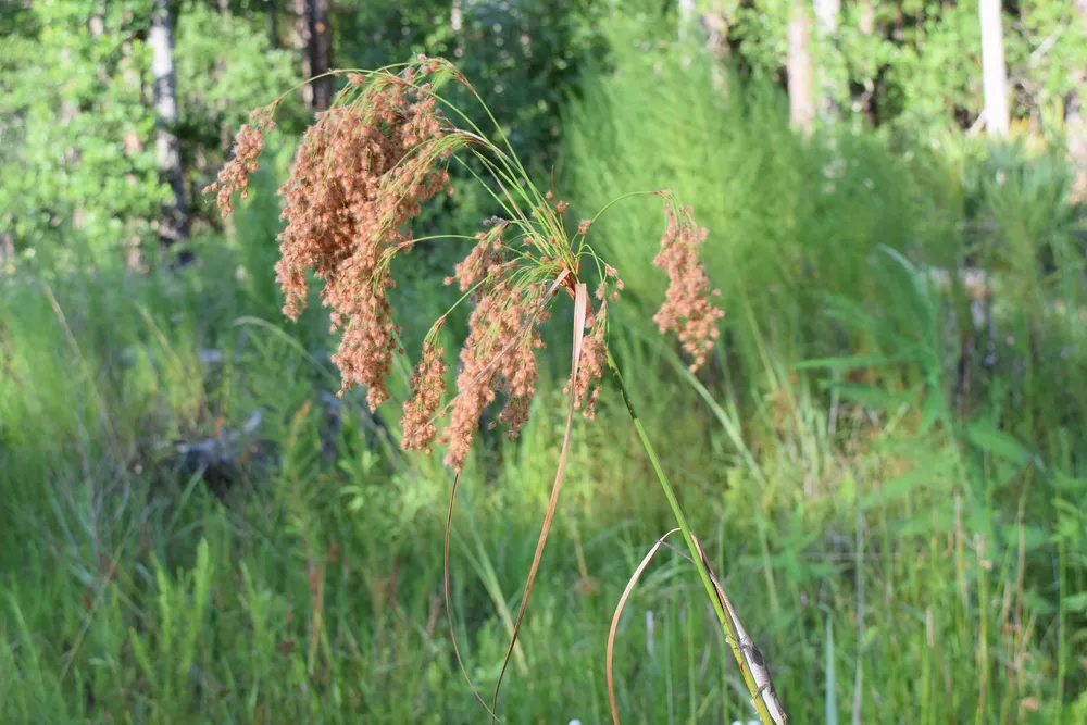 Scirpus radicans