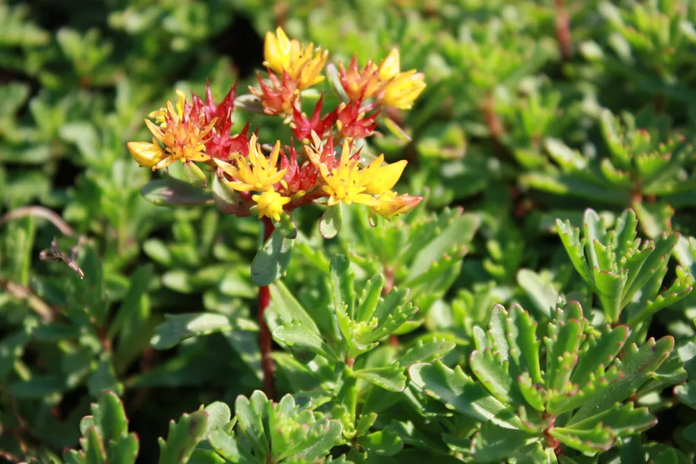 Sedum floriferum