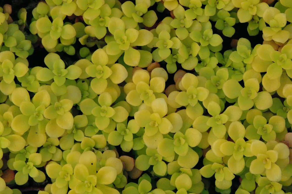 Sedum makinoi