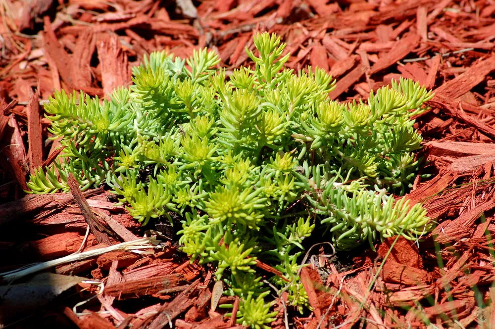 Седум Sedum rupestre Angelina